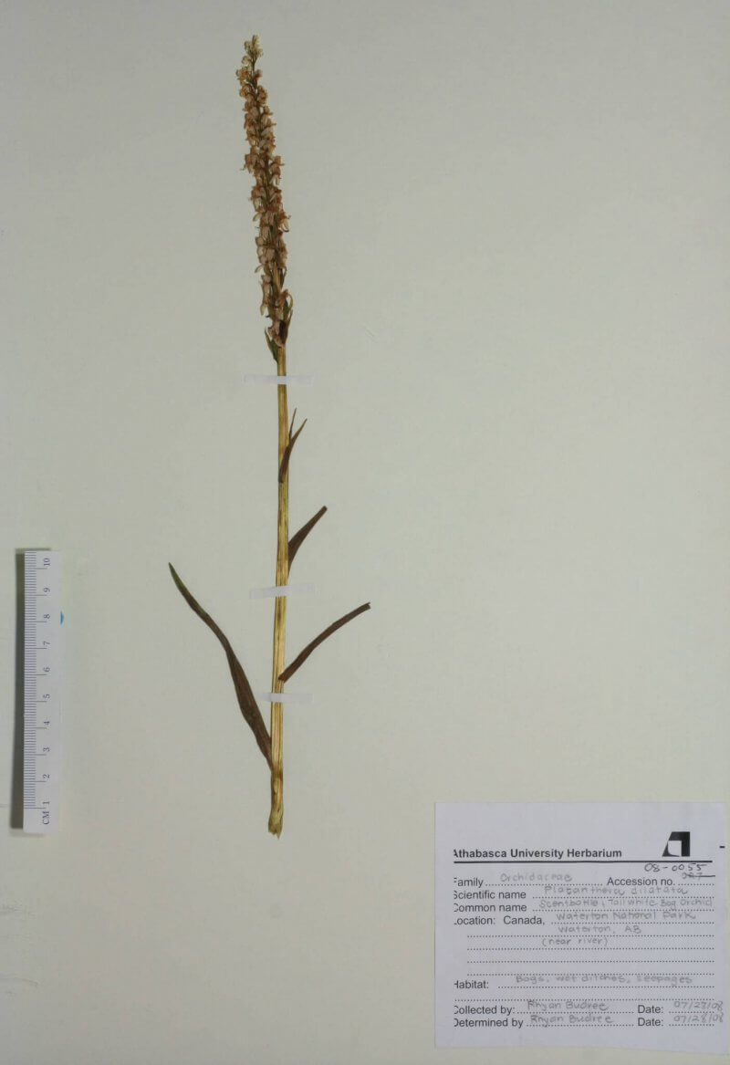 Platanthera dilatata, also known as the tall white orchid, is one of thousands of specimens on display at the T.S. Bakshi Herbarium at Athabasca University.
