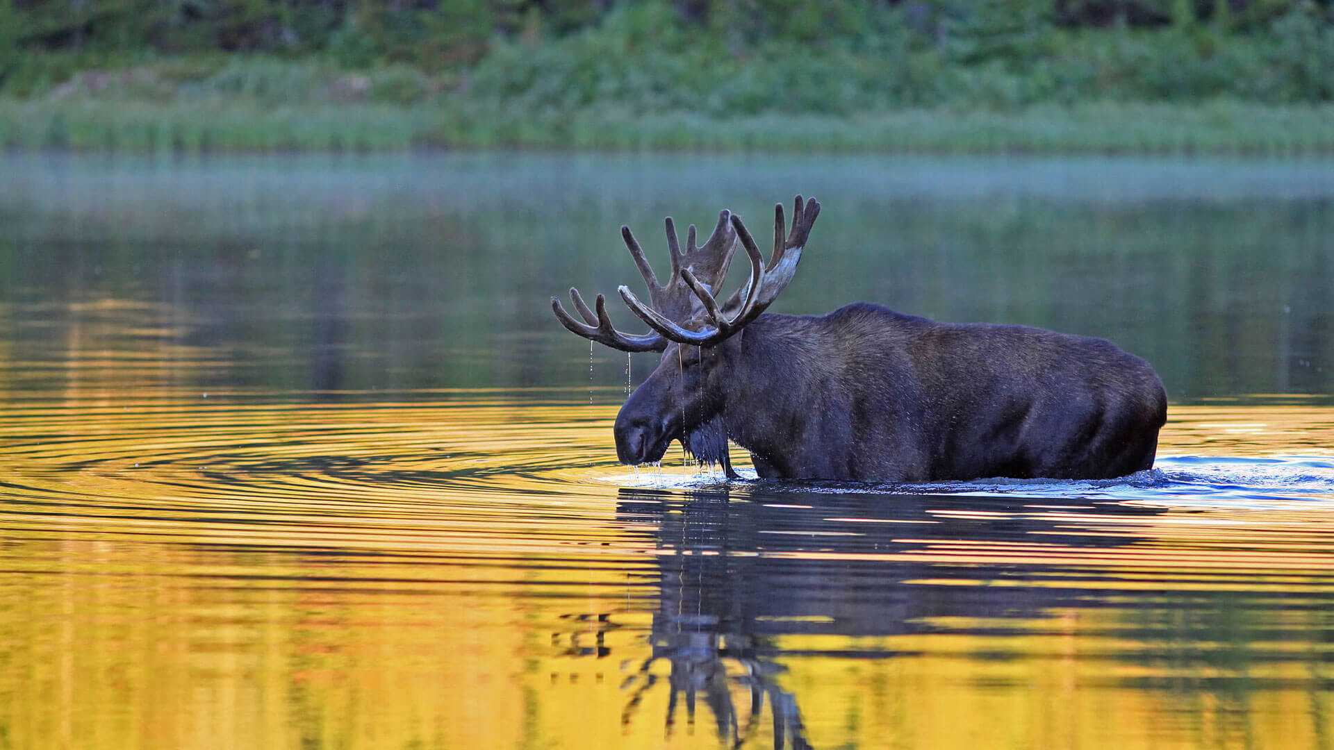 bull moose standing in water