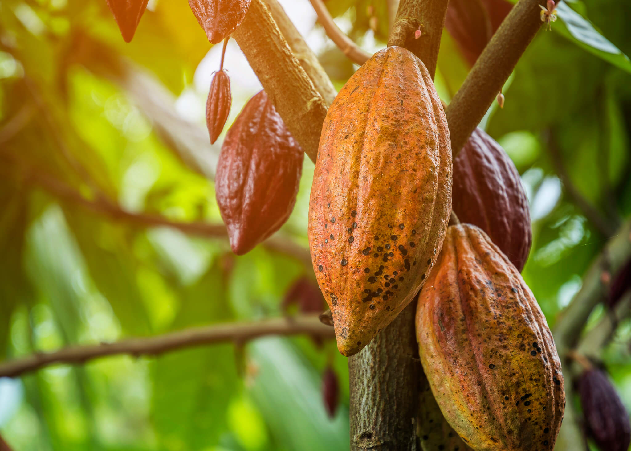 A cocoa tree with fruits