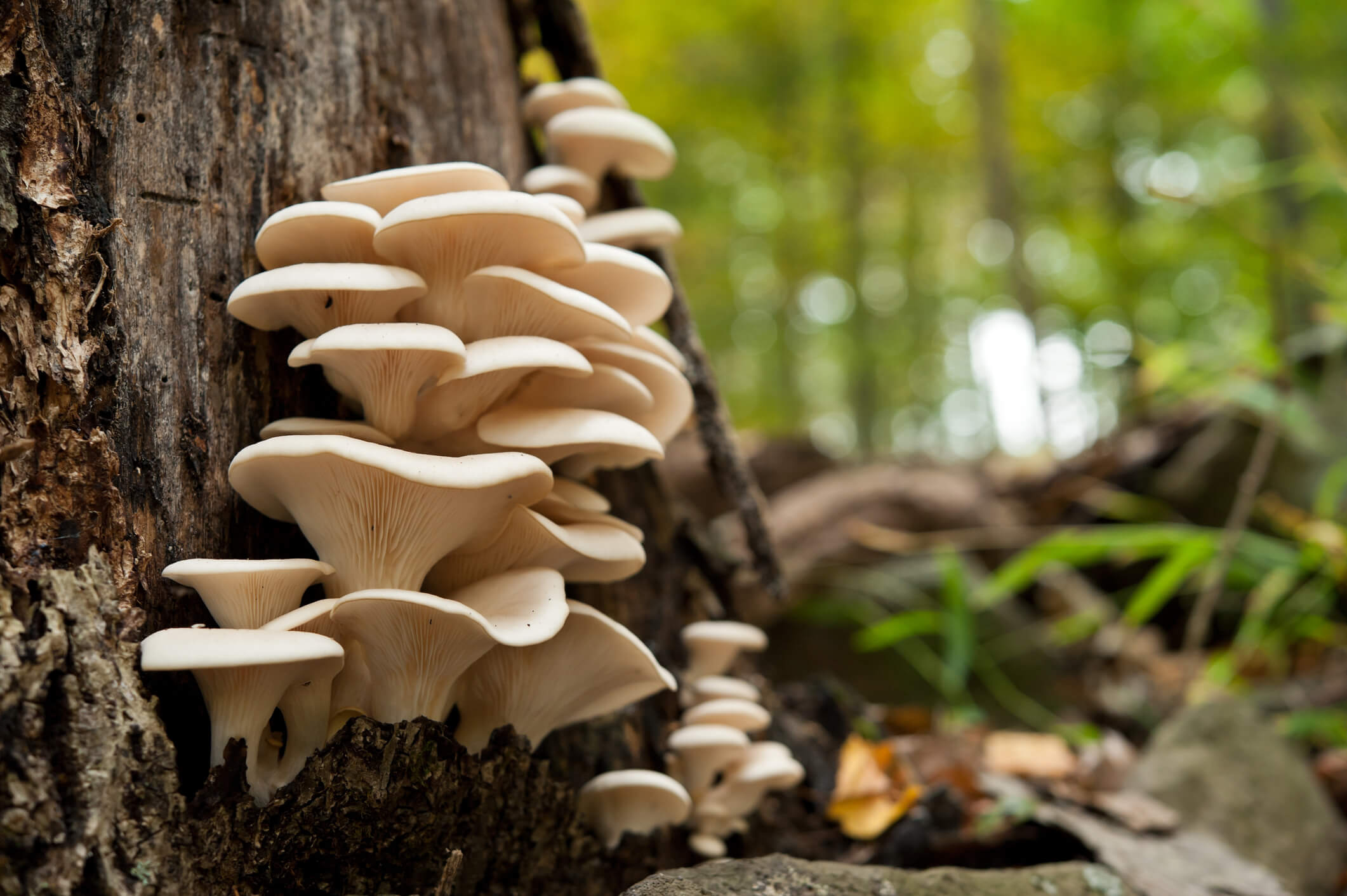 A healthy looking clutch of fresh oyster mushrooms growing out of the base of a dead tree. Shot with shallow depth of field in natural light.