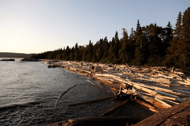 A log-strewn beach at Pukaskwa National Park on Lake Superior in Ontario